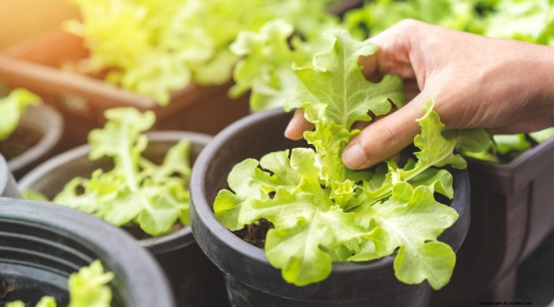 Grow Lettuce in Containers: Expert Tips for a Bountiful Harvest