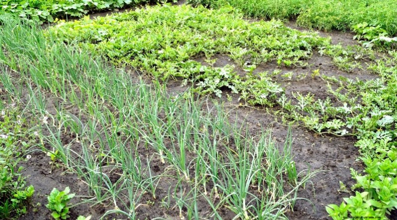 Watermelon Companion Plants: Boost Yield & Garden Health