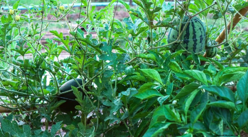 Watermelon Companion Plants: Boost Yield & Garden Health