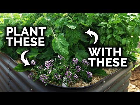 Watermelon Companion Plants: Boost Yield & Garden Health