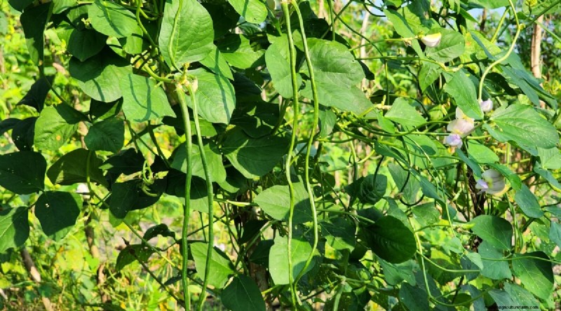 Watermelon Companion Plants: Boost Yield & Garden Health