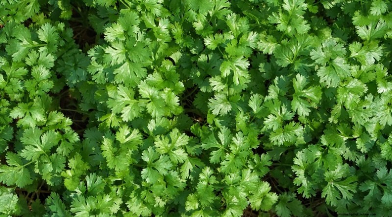 Watermelon Companion Plants: Boost Yield & Garden Health