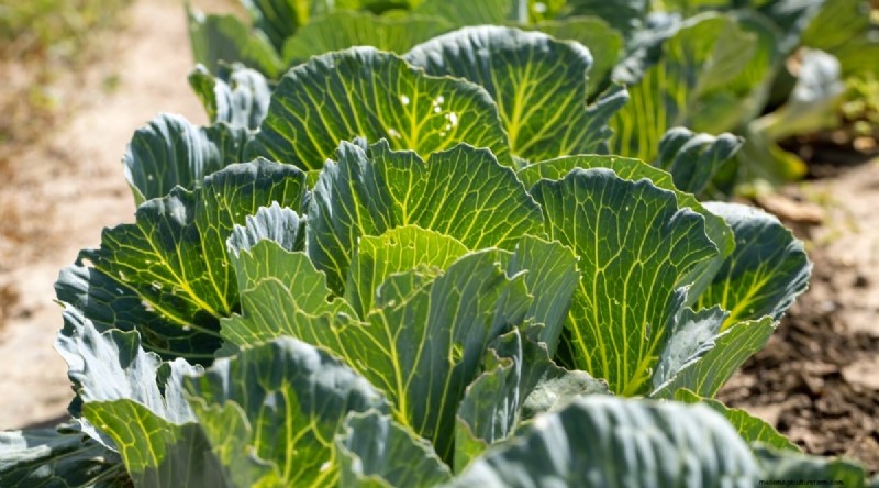 Watermelon Companion Plants: Boost Yield & Garden Health