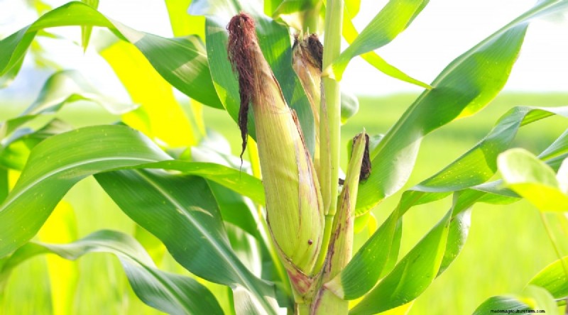 Watermelon Companion Plants: Boost Yield & Garden Health