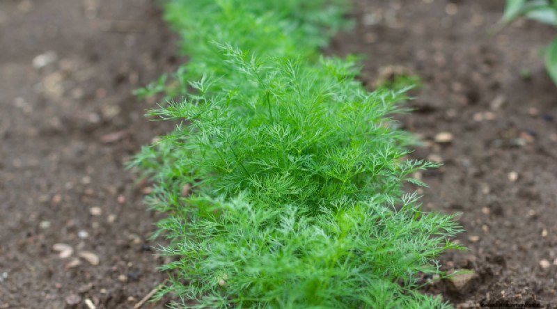 Watermelon Companion Plants: Boost Yield & Garden Health
