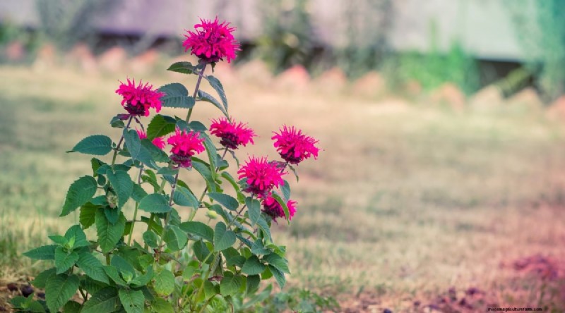 Watermelon Companion Plants: Boost Yield & Garden Health