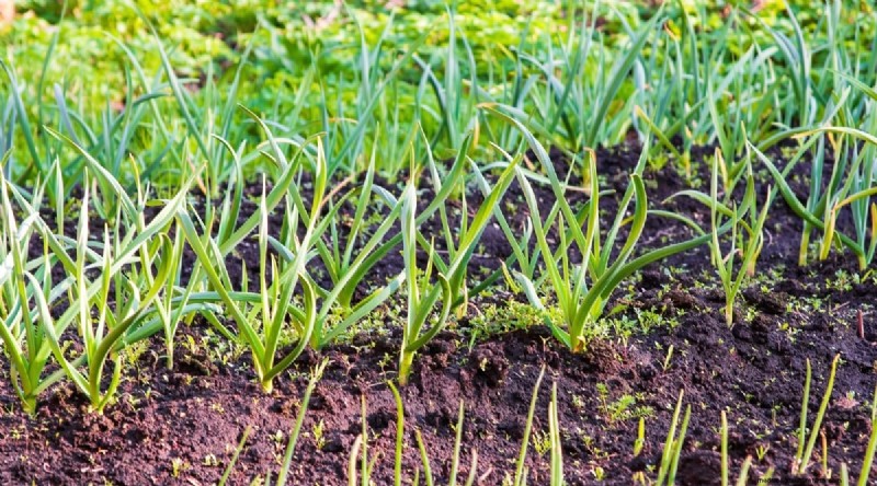 Watermelon Companion Plants: Boost Yield & Garden Health