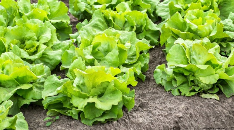 Watermelon Companion Plants: Boost Yield & Garden Health