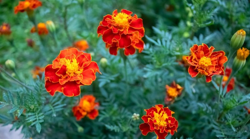 Watermelon Companion Plants: Boost Yield & Garden Health