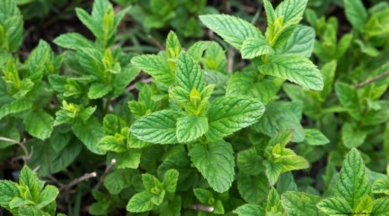 Watermelon Companion Plants: Boost Yield & Garden Health