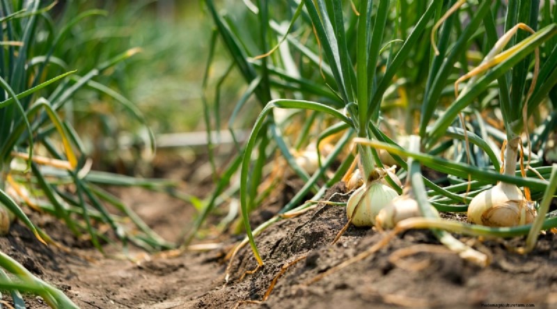 Watermelon Companion Plants: Boost Yield & Garden Health