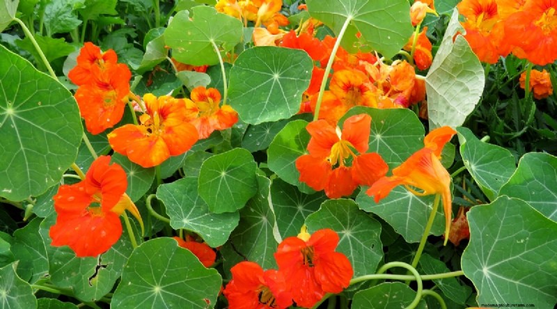 Watermelon Companion Plants: Boost Yield & Garden Health