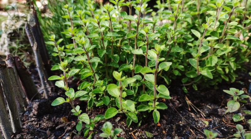 Watermelon Companion Plants: Boost Yield & Garden Health