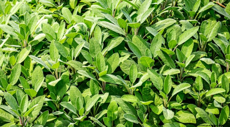 Watermelon Companion Plants: Boost Yield & Garden Health