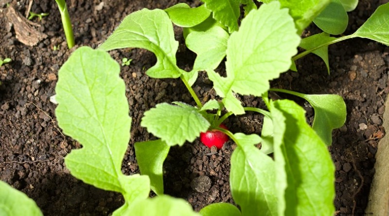 Watermelon Companion Plants: Boost Yield & Garden Health