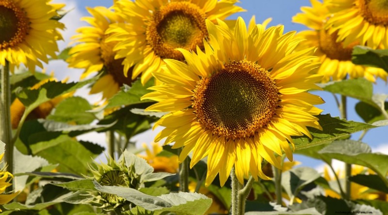 Watermelon Companion Plants: Boost Yield & Garden Health