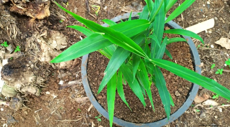 Grow Ginger in Pots: 15 Expert Tips for Container Success