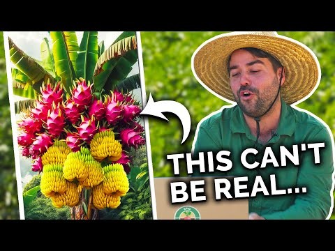 Grow Ginger in Pots: 15 Expert Tips for Container Success