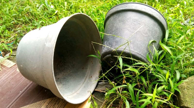 Grow Ginger in Pots: 15 Expert Tips for Container Success