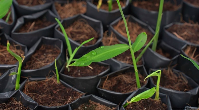 Grow Ginger in Pots: 15 Expert Tips for Container Success