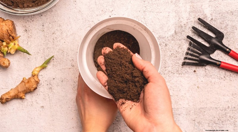 Grow Ginger in Pots: 15 Expert Tips for Container Success