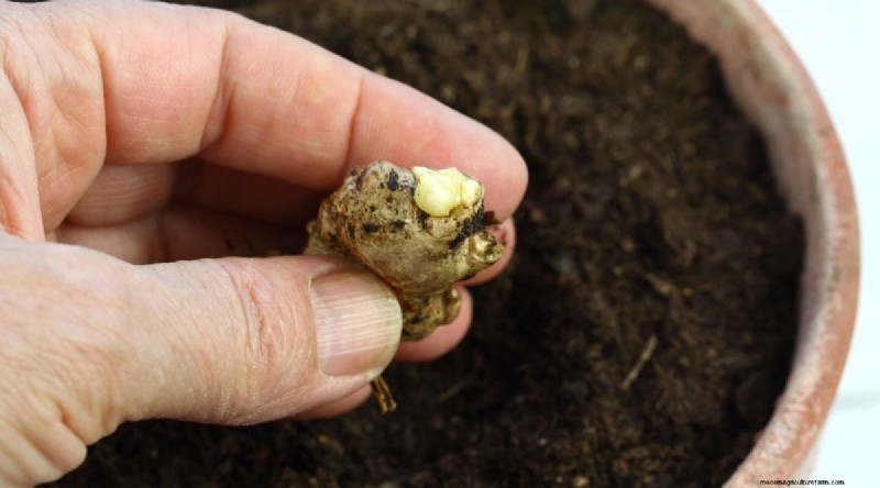 Grow Ginger in Pots: 15 Expert Tips for Container Success