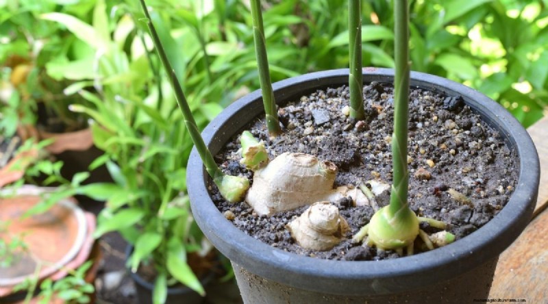 Grow Ginger in Pots: 15 Expert Tips for Container Success