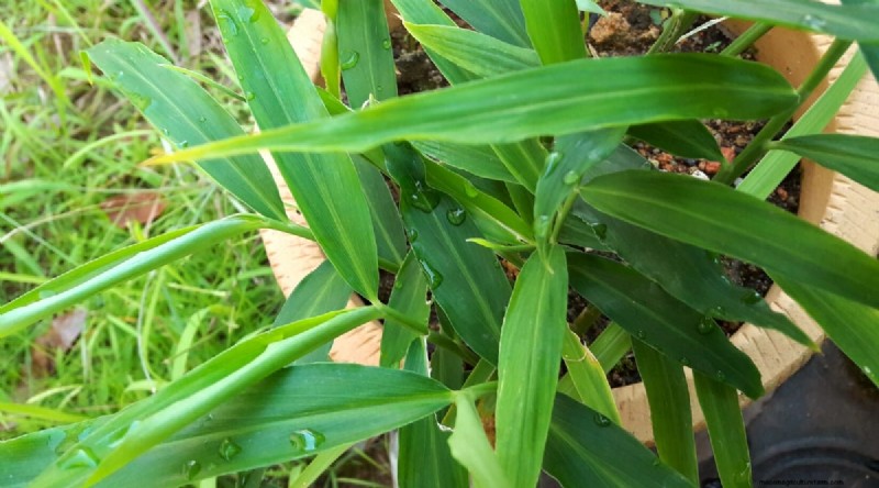 Grow Ginger in Pots: 15 Expert Tips for Container Success