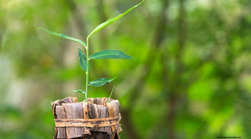 Grow Ginger in Pots: 15 Expert Tips for Container Success