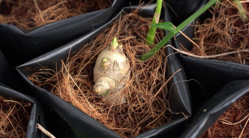 Grow Ginger in Pots: 15 Expert Tips for Container Success
