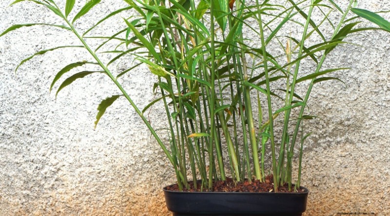 Grow Ginger in Pots: 15 Expert Tips for Container Success