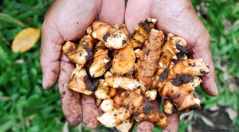 Grow Ginger in Pots: 15 Expert Tips for Container Success