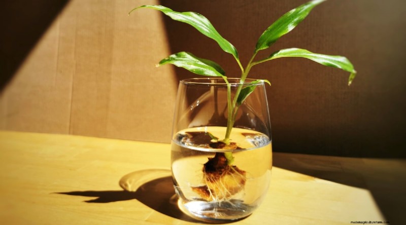 Grow Ginger in Pots: 15 Expert Tips for Container Success