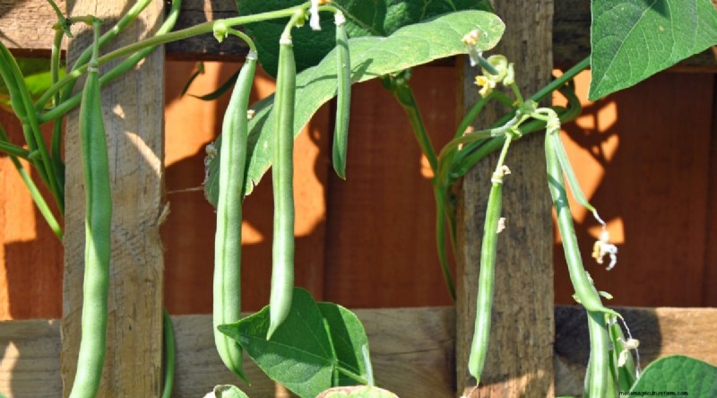 Growing Beans: A Comprehensive Guide to 44 Varieties