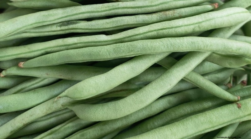 Growing Beans: A Comprehensive Guide to 44 Varieties