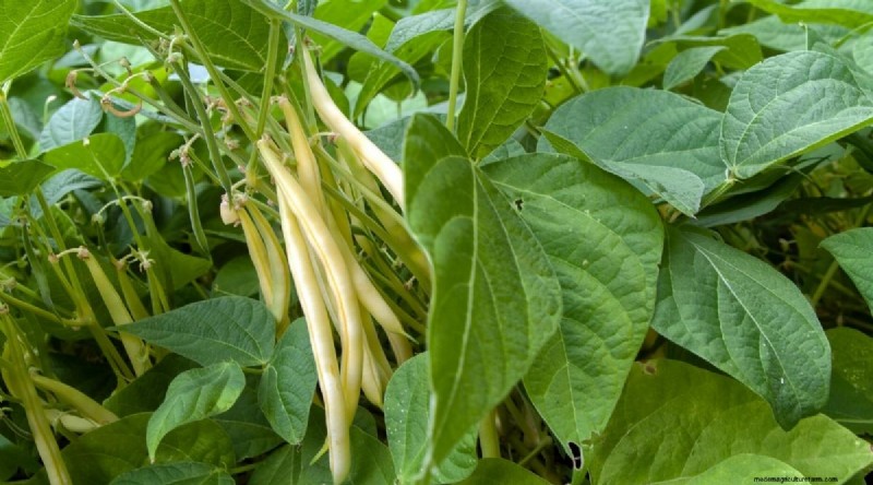 Growing Beans: A Comprehensive Guide to 44 Varieties