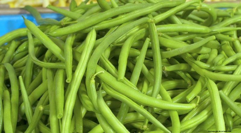 Growing Beans: A Comprehensive Guide to 44 Varieties