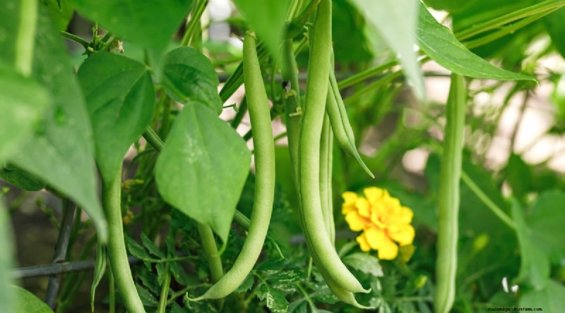 Growing Beans: A Comprehensive Guide to 44 Varieties