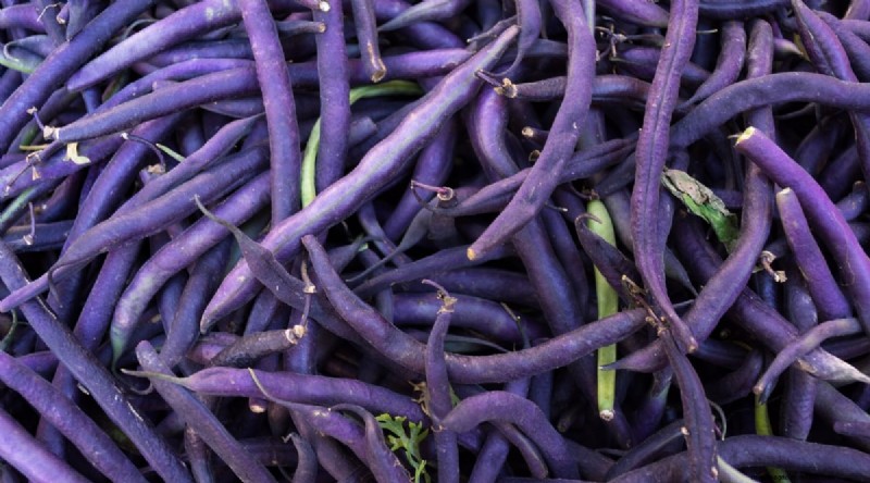 Growing Beans: A Comprehensive Guide to 44 Varieties