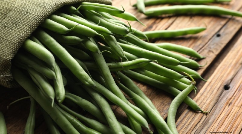 Growing Beans: A Comprehensive Guide to 44 Varieties