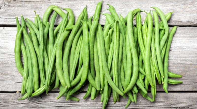 Growing Beans: A Comprehensive Guide to 44 Varieties