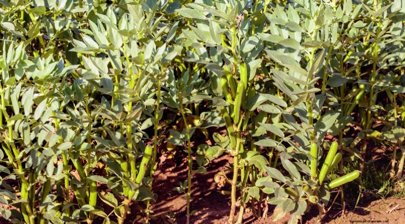 Growing Beans: A Comprehensive Guide to 44 Varieties