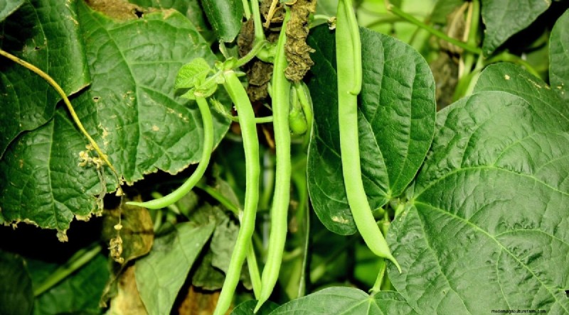 Growing Beans: A Comprehensive Guide to 44 Varieties