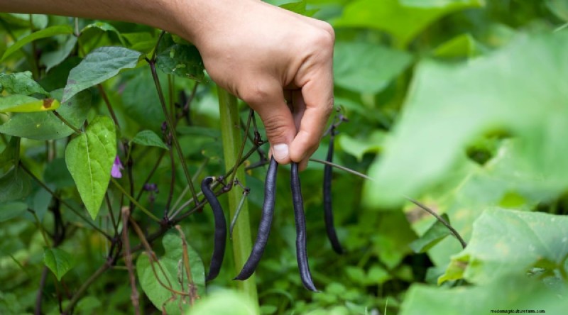 Growing Beans: A Comprehensive Guide to 44 Varieties