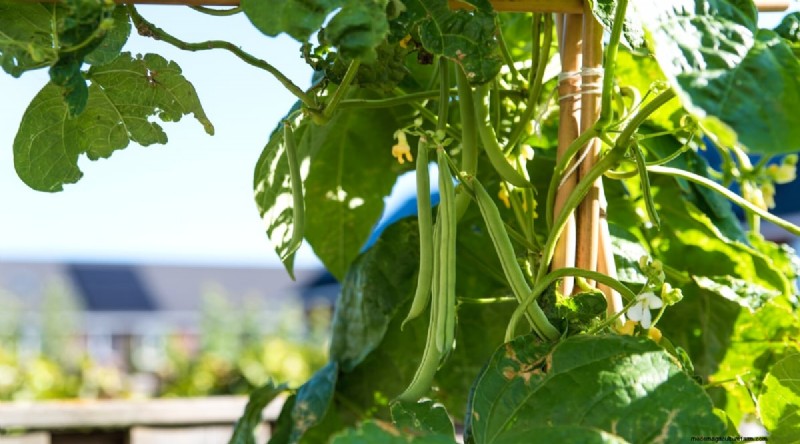 Growing Beans: A Comprehensive Guide to 44 Varieties