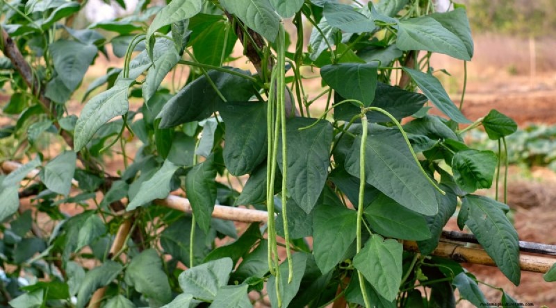 Growing Beans: A Comprehensive Guide to 44 Varieties