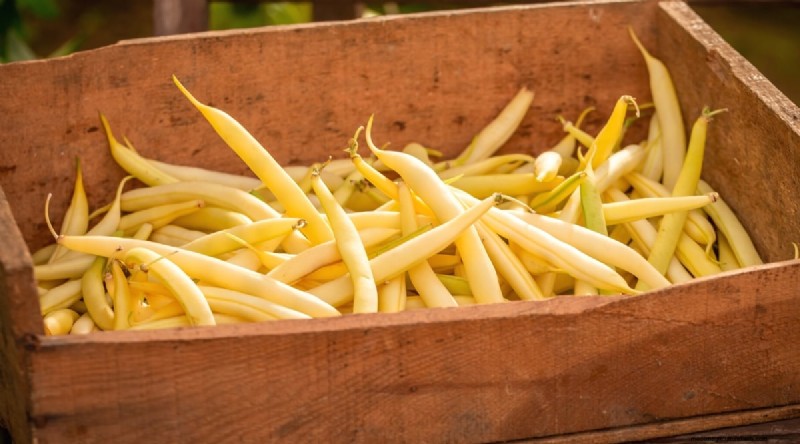 Growing Beans: A Comprehensive Guide to 44 Varieties