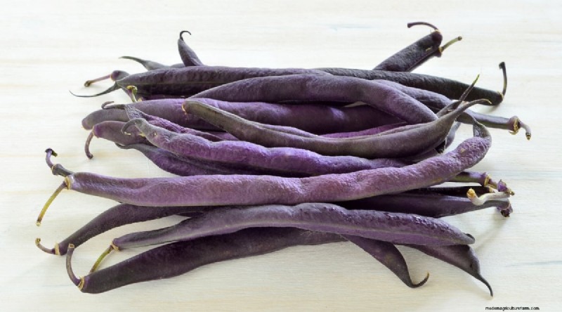 Growing Beans: A Comprehensive Guide to 44 Varieties