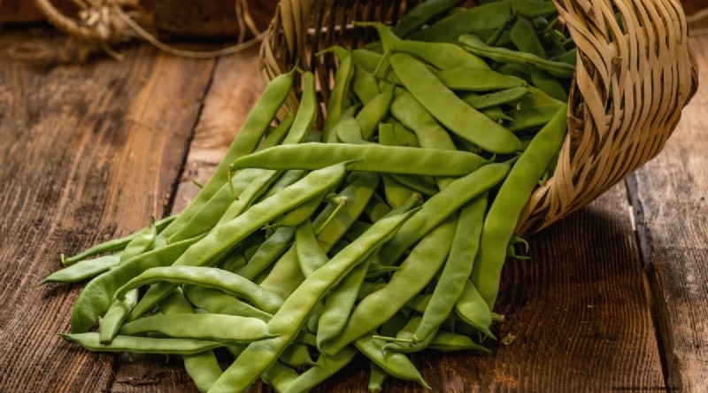 Growing Beans: A Comprehensive Guide to 44 Varieties