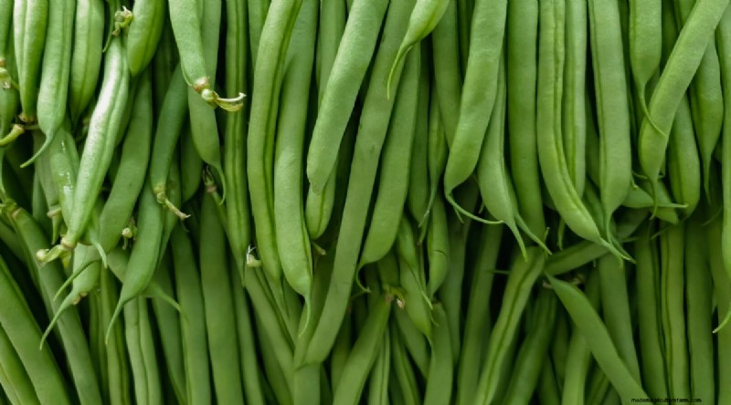 Growing Beans: A Comprehensive Guide to 44 Varieties
